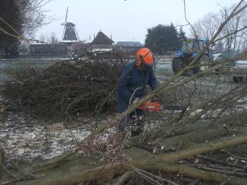 Snoeien van een bomenhaag